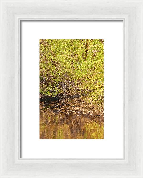 Reflections in a Tranquil Pond - Framed Print