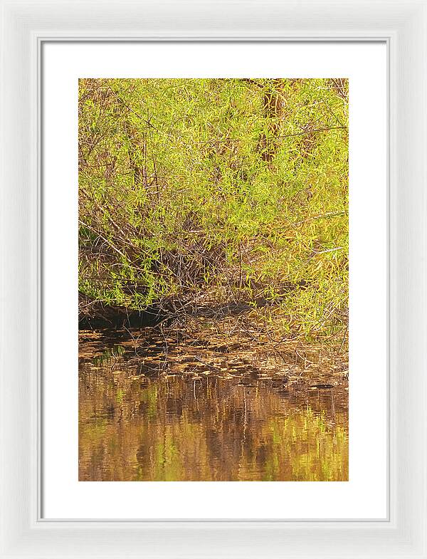 Reflections in a Tranquil Pond - Framed Print