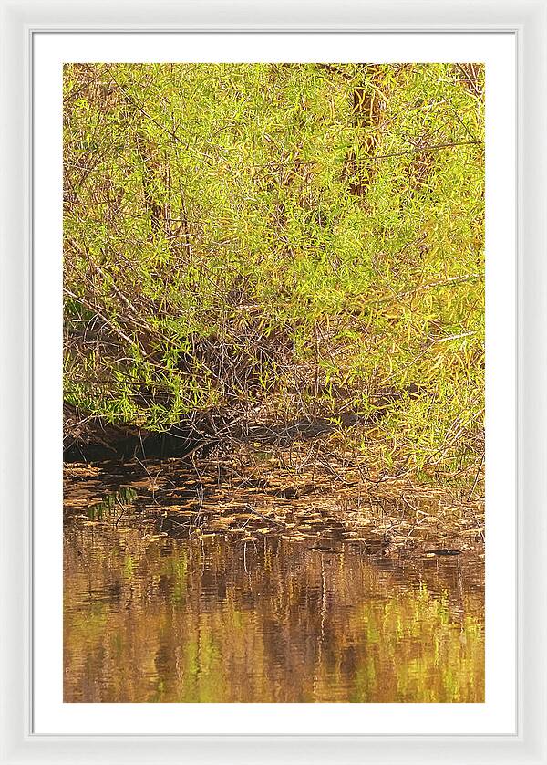 Reflections in a Tranquil Pond - Framed Print