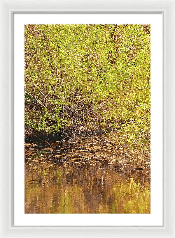 Reflections in a Tranquil Pond - Framed Print