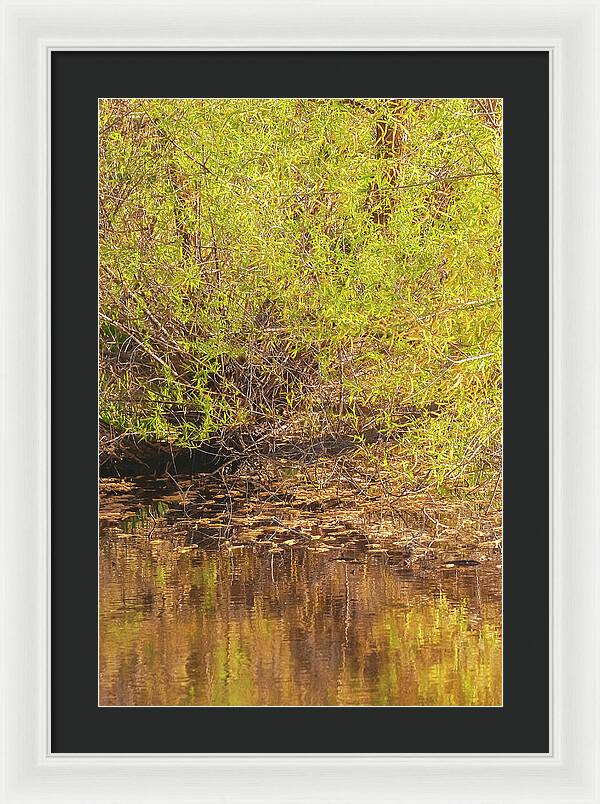 Reflections in a Tranquil Pond - Framed Print
