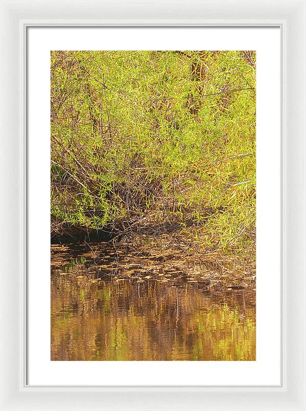 Reflections in a Tranquil Pond - Framed Print