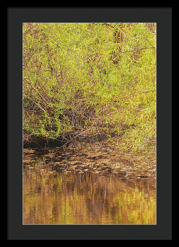 Reflections in a Tranquil Pond - Framed Print