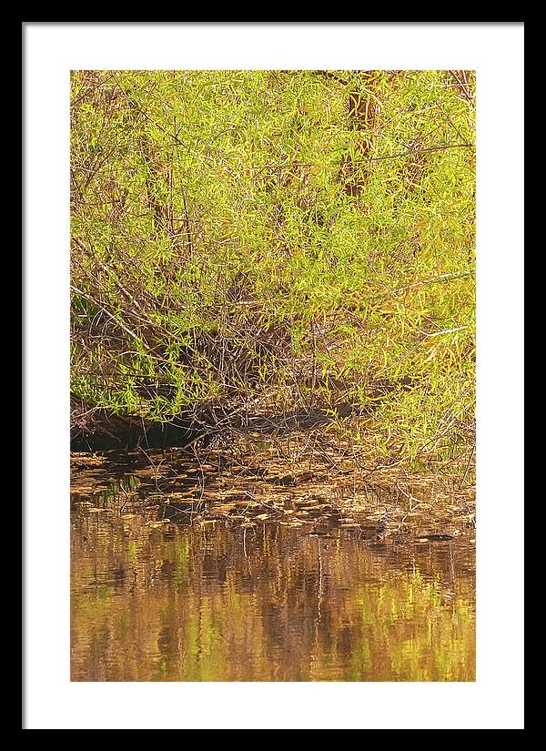 Reflections in a Tranquil Pond - Framed Print