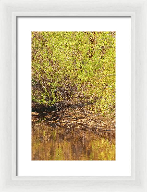 Reflections in a Tranquil Pond - Framed Print