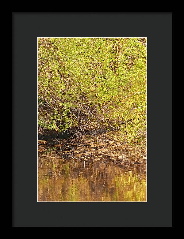 Reflections in a Tranquil Pond - Framed Print