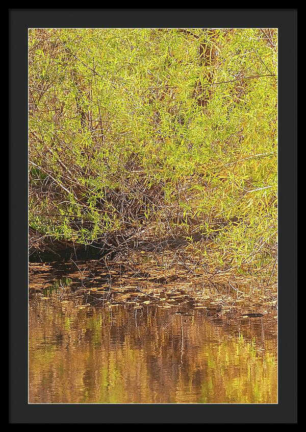 Reflections in a Tranquil Pond - Framed Print