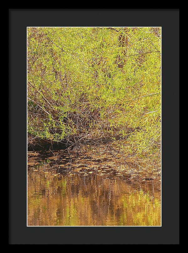 Reflections in a Tranquil Pond - Framed Print