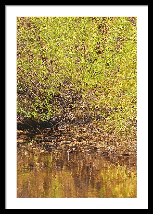 Reflections in a Tranquil Pond - Framed Print