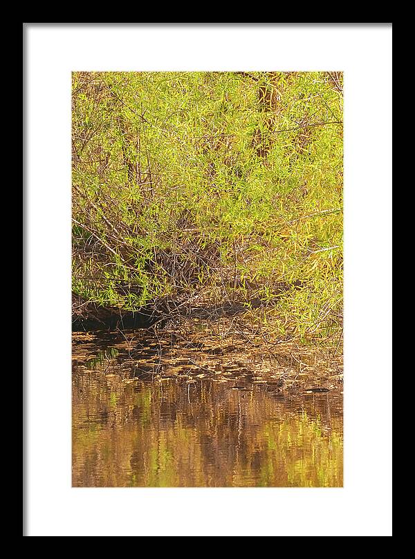 Reflections in a Tranquil Pond - Framed Print