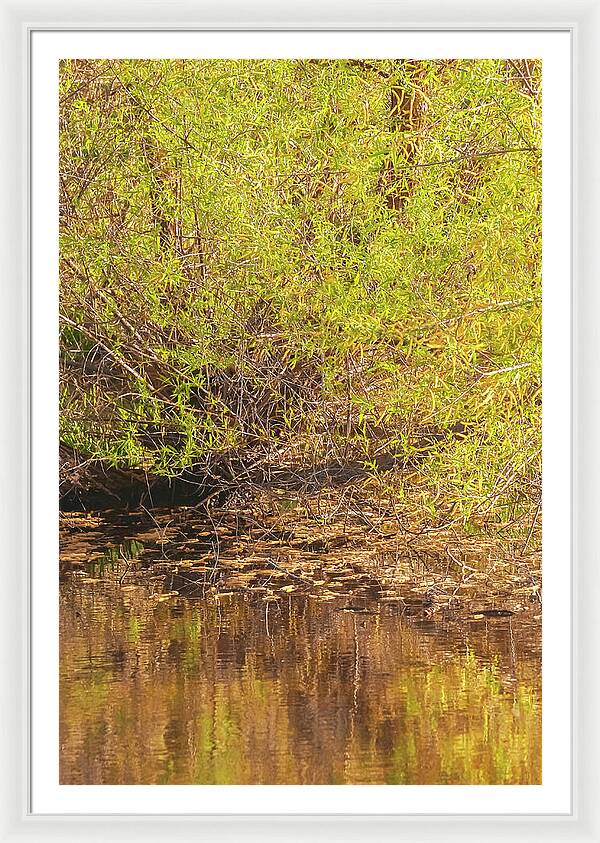 Reflections in a Tranquil Pond - Framed Print