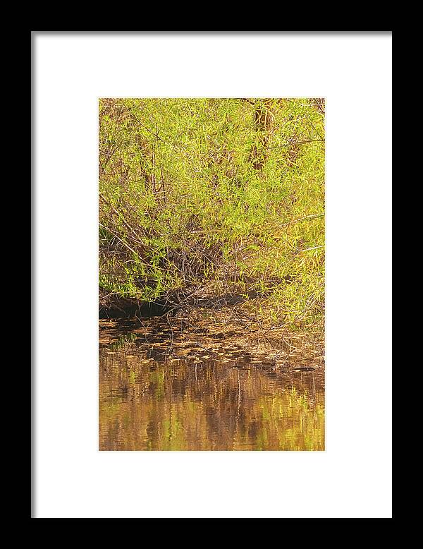 Reflections in a Tranquil Pond - Framed Print