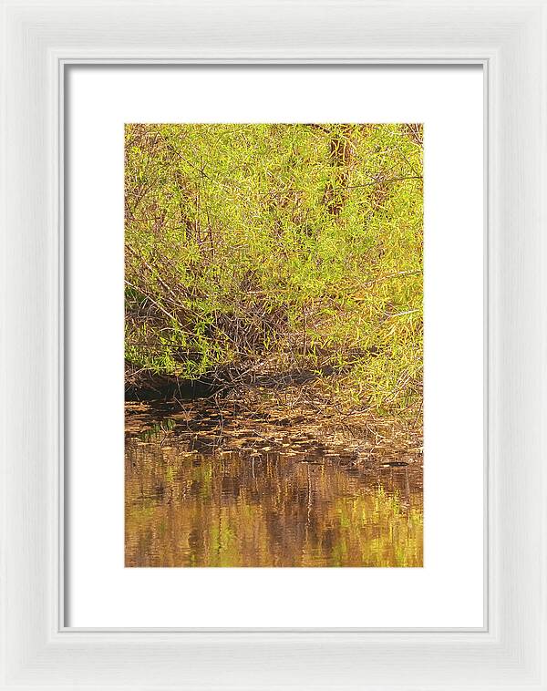 Reflections in a Tranquil Pond - Framed Print