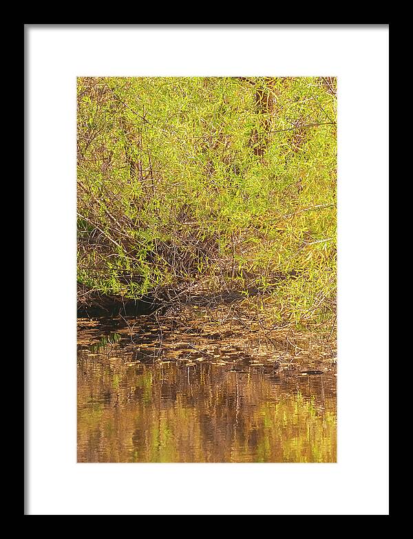 Reflections in a Tranquil Pond - Framed Print