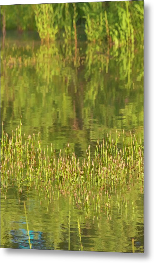 Reflections on a Tranquil Pond - Metal Print