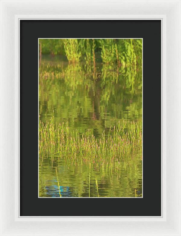 Reflections on a Tranquil Pond - Framed Print