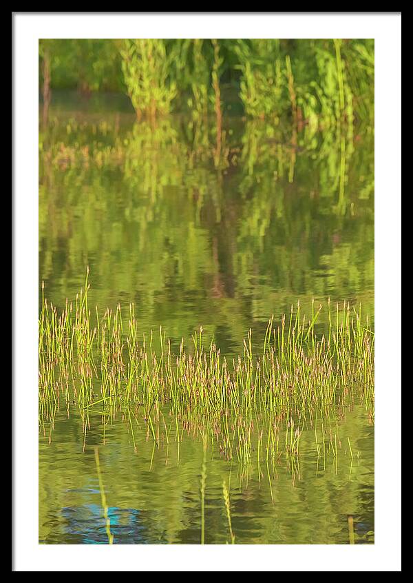 Reflections on a Tranquil Pond - Framed Print