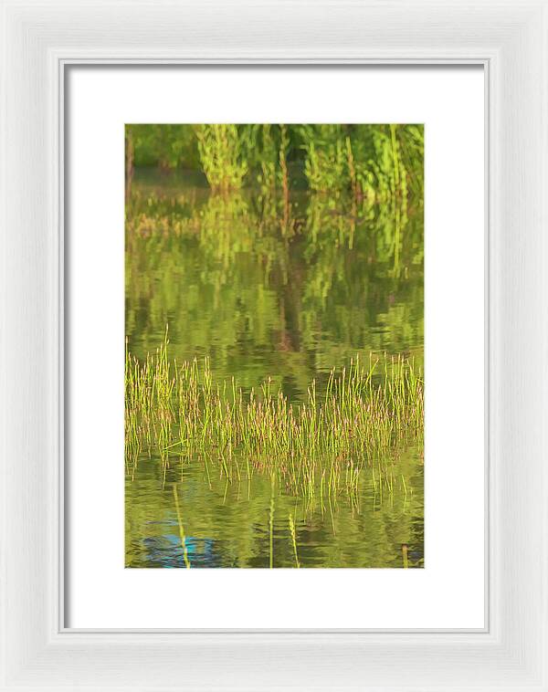 Reflections on a Tranquil Pond - Framed Print