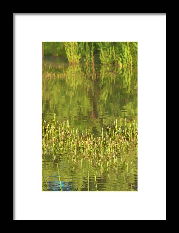 Reflections on a Tranquil Pond - Framed Print