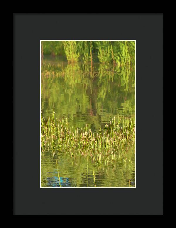 Reflections on a Tranquil Pond - Framed Print