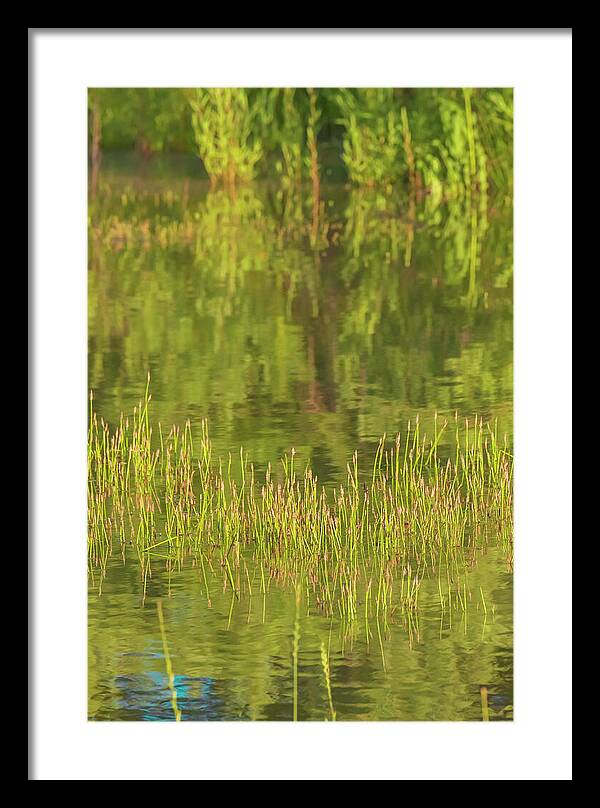 Reflections on a Tranquil Pond - Framed Print