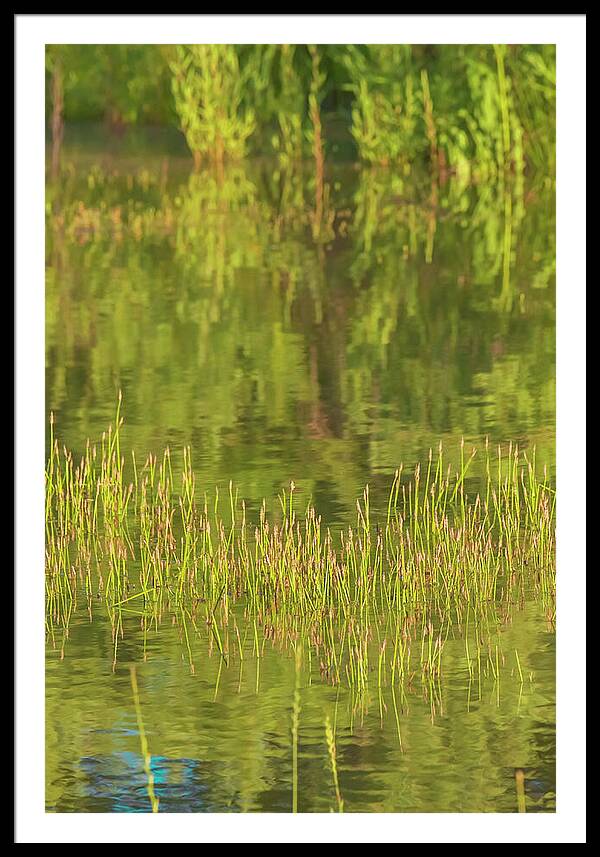 Reflections on a Tranquil Pond - Framed Print