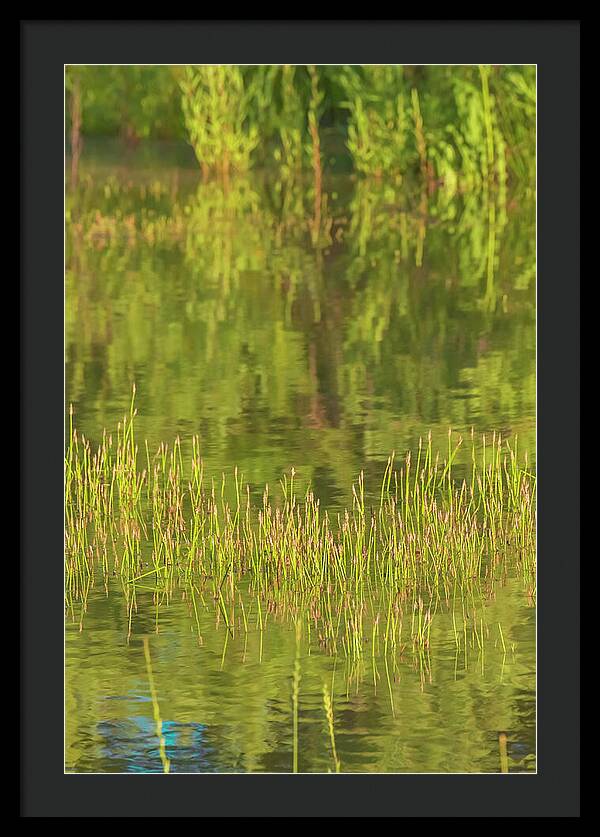 Reflections on a Tranquil Pond - Framed Print