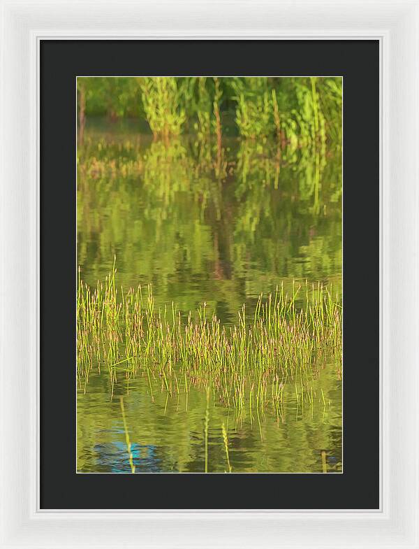Reflections on a Tranquil Pond - Framed Print
