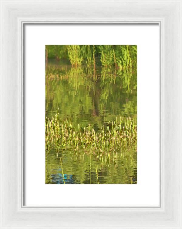 Reflections on a Tranquil Pond - Framed Print