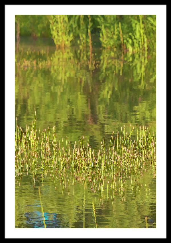 Reflections on a Tranquil Pond - Framed Print