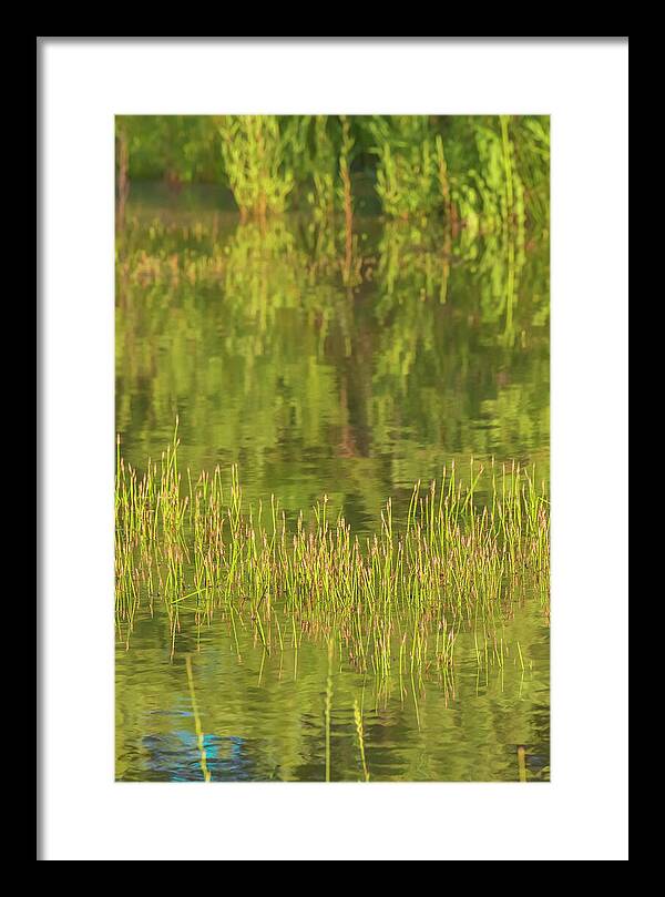 Reflections on a Tranquil Pond - Framed Print