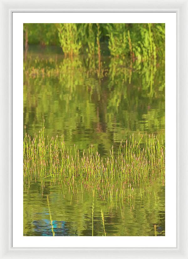 Reflections on a Tranquil Pond - Framed Print
