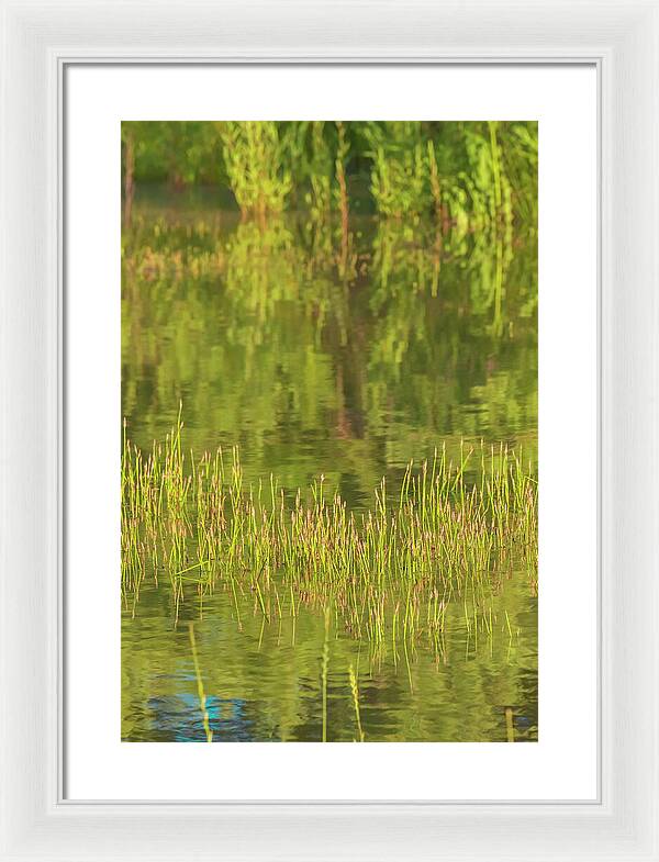 Reflections on a Tranquil Pond - Framed Print