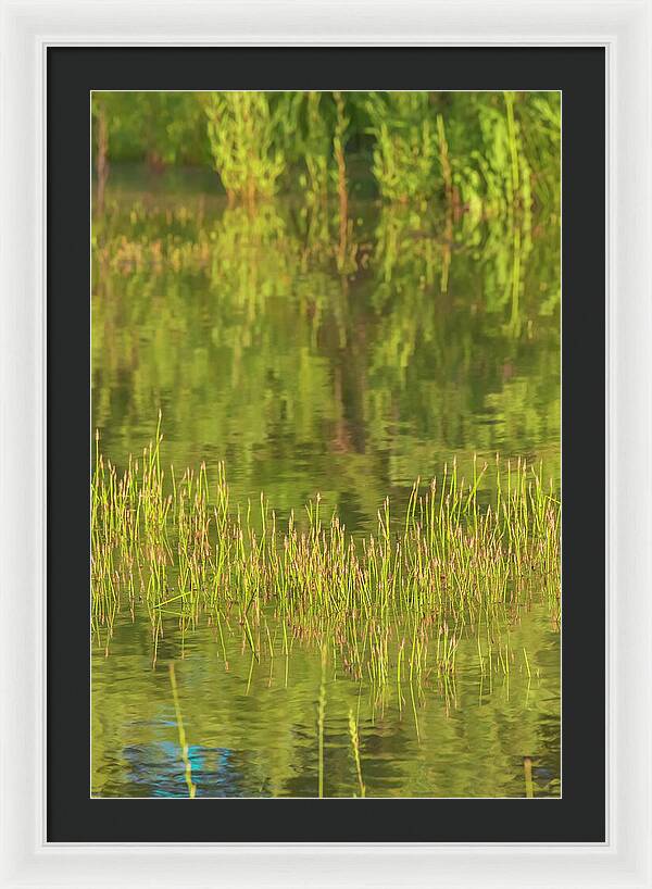 Reflections on a Tranquil Pond - Framed Print