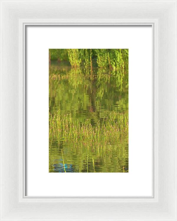 Reflections on a Tranquil Pond - Framed Print