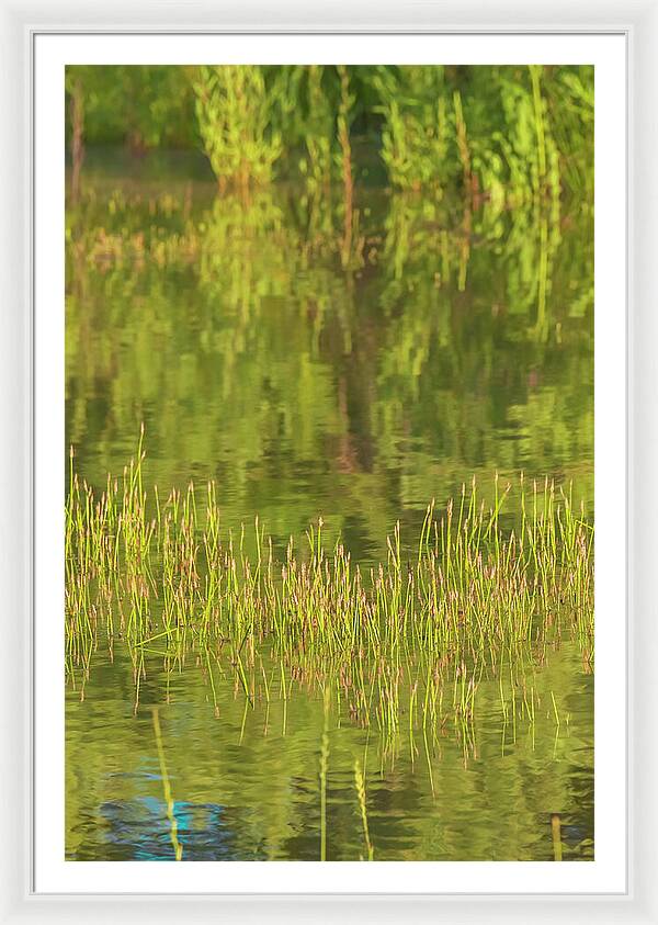 Reflections on a Tranquil Pond - Framed Print