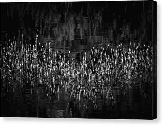 Reflective Grasses in Water - Canvas Print