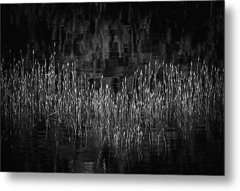Reflective Grasses in Water - Metal Print