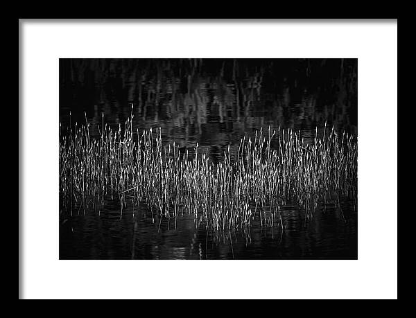 Reflective Grasses in Water - Framed Print