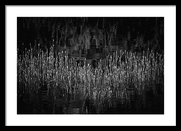 Reflective Grasses in Water - Framed Print