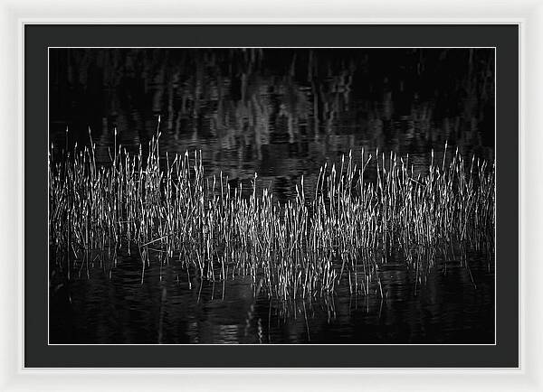 Reflective Grasses in Water - Framed Print