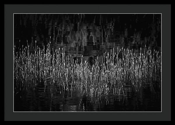 Reflective Grasses in Water - Framed Print