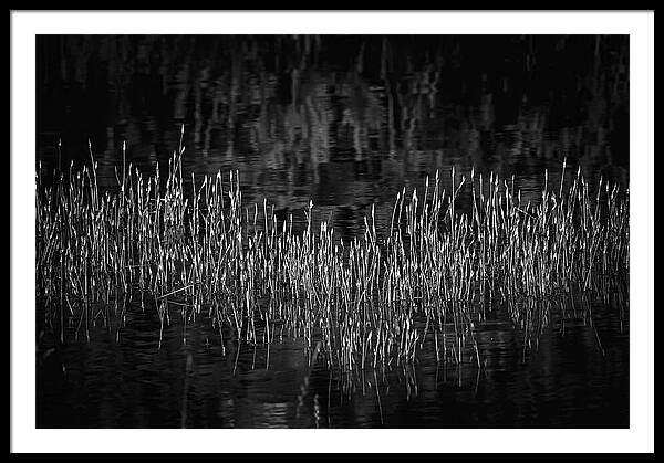 Reflective Grasses in Water - Framed Print