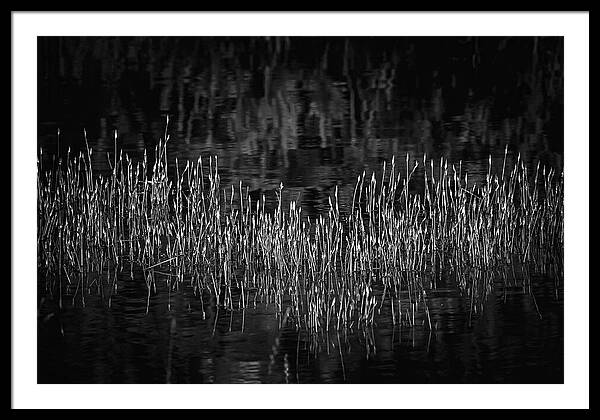 Reflective Grasses in Water - Framed Print
