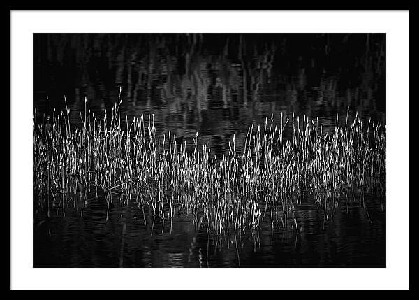 Reflective Grasses in Water - Framed Print