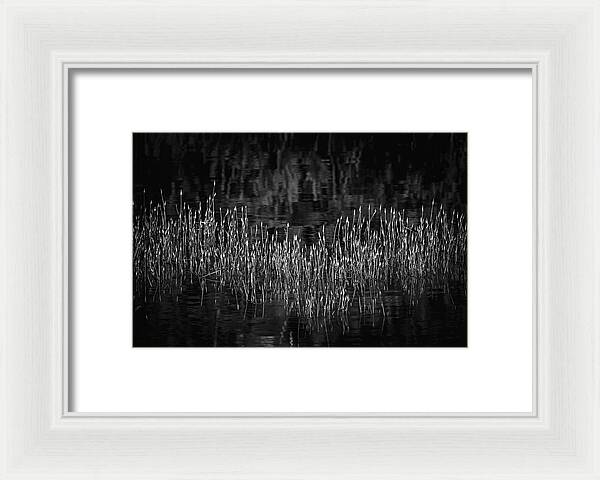 Reflective Grasses in Water - Framed Print