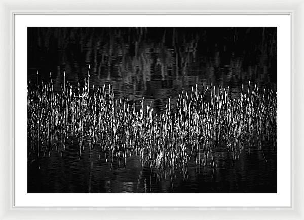 Reflective Grasses in Water - Framed Print
