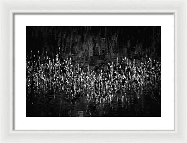 Reflective Grasses in Water - Framed Print