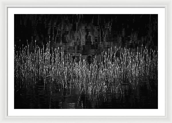 Reflective Grasses in Water - Framed Print