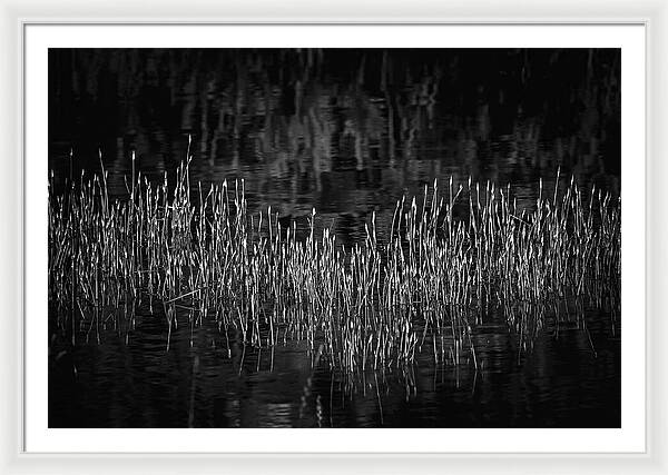 Reflective Grasses in Water - Framed Print